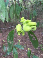 Exobasidium symploci