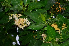 Fagraea fragrans