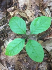 Hydrangea barbara