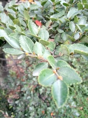 Nothofagus betuloides