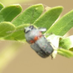 Pachybrachis thoracicus