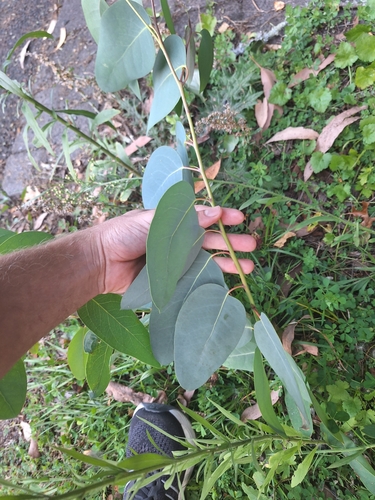Image of Eucalyptus delegatensis by (c) Oscar Dove, some rights reserved (CC BY)
