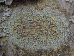Lecanora symmicta