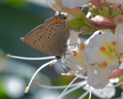 Satyrium californica