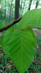 Fagus sylvatica