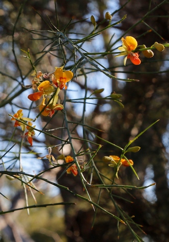 Image of Jacksonia sternbergiana by (c) Margaret Langley, some rights reserved (CC BY)
