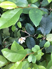 Magnolia figo