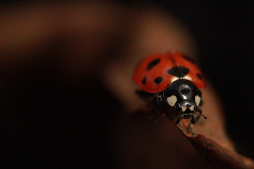 Trivial Lady Beetle