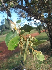 Styrax ferrugineus
