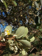 Styrax ferrugineus
