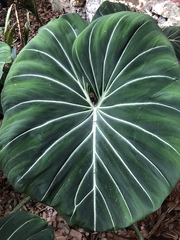 Philodendron gloriosum
