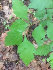 Crataegus marshallii
