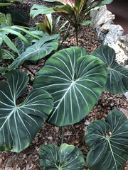 Philodendron gloriosum