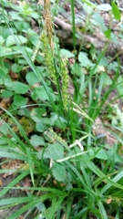 Carex sylvatica