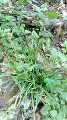 Carex sylvatica