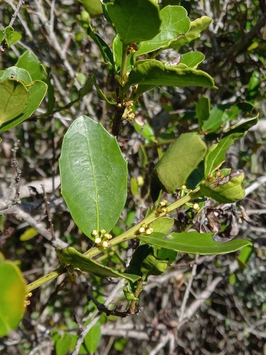 Image of Maytenus procumbens by (c) Christiaan Viljoen, some rights reserved (CC BY)