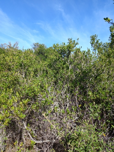 Image of Maytenus procumbens by (c) Christiaan Viljoen, some rights reserved (CC BY)