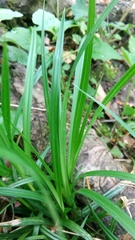 Carex sylvatica