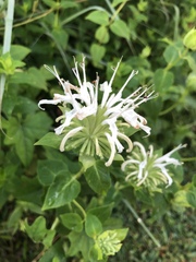 Monarda lindheimeri