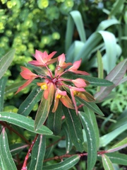 Euphorbia griffithii
