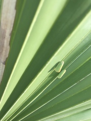 Ormenaria rufifascia