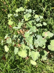 Pelargonium fragrans