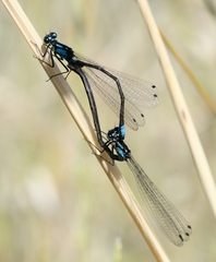 Zoniagrion exclamationis
