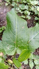 Rumex obtusifolius