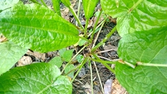 Rumex obtusifolius