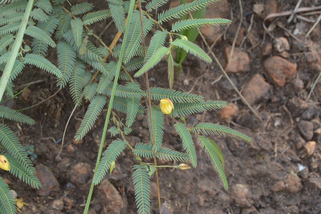 Trailing dwarf cassia from West Rand District Municipality, South ...