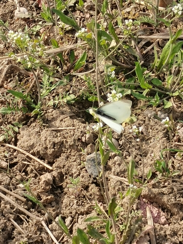 Small White