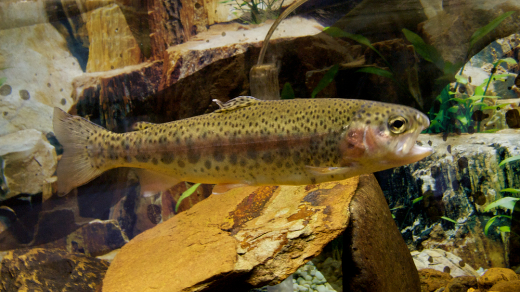 Rainbow Trout (Fish Commonly Found in Alaska) · iNaturalist