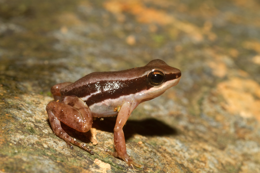 Pratt's Rocket Frog
