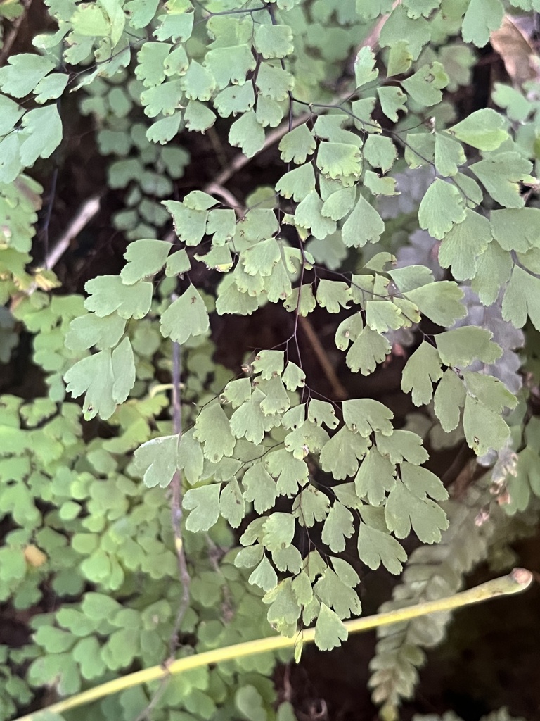 Adiantum raddianum fronds on black stems