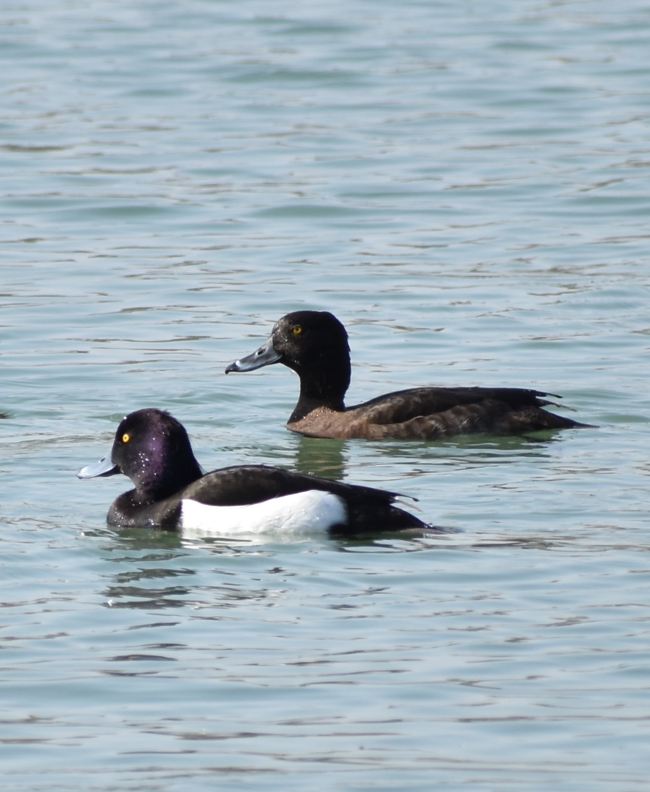 Tufted Duck