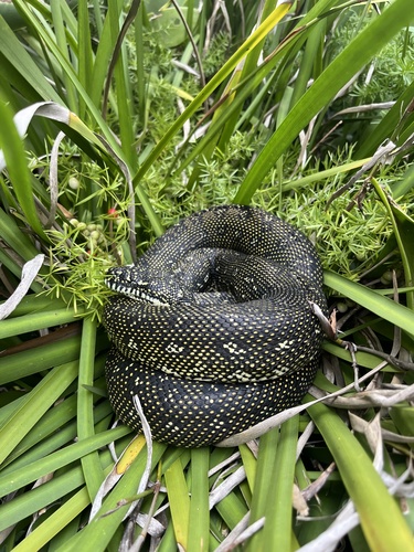 Diamond Python sighting