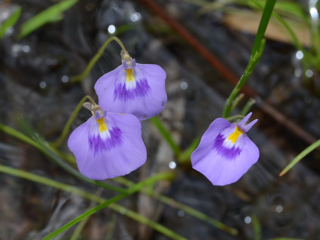 Utricularia hamiltonii F.E.Lloyd 2
