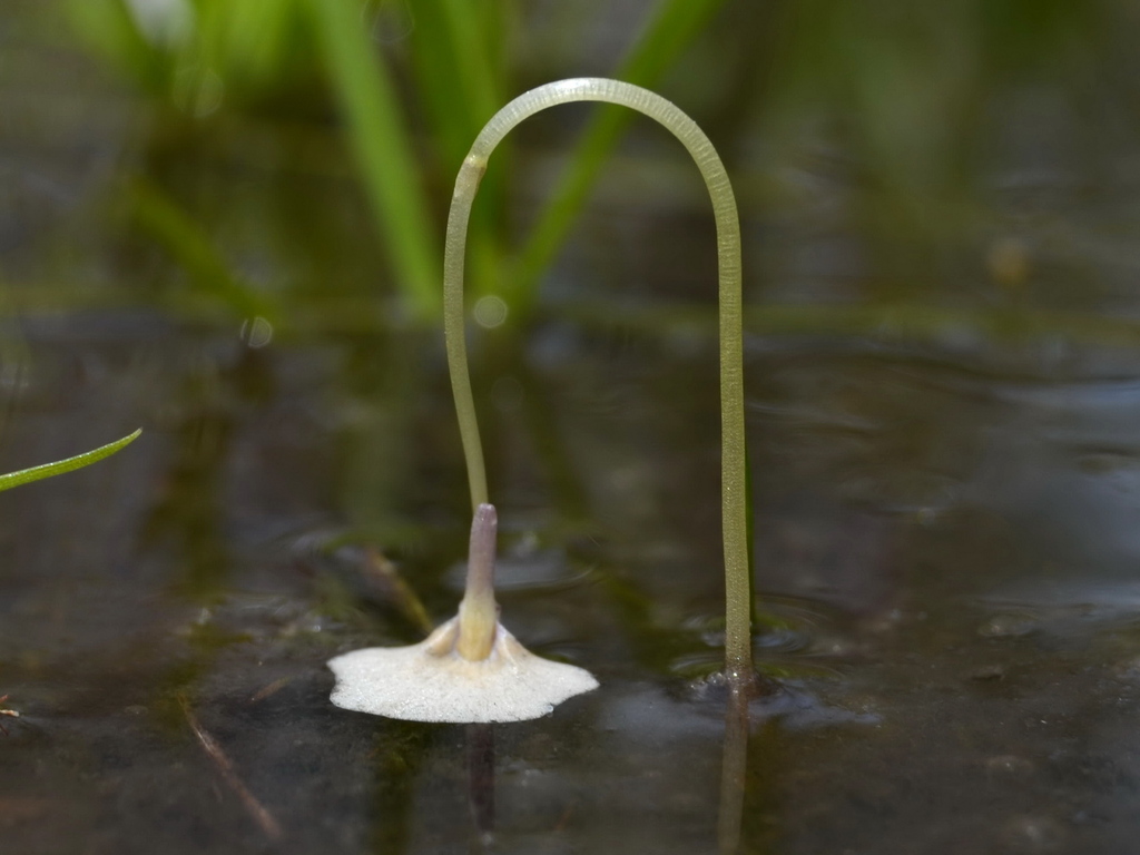 Utricularia hamiltonii F.E.Lloyd