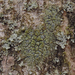 Frosted Comma Lichen - Photo (c) Tomás Curtis, some rights reserved (CC BY-NC), uploaded by Tomás Curtis