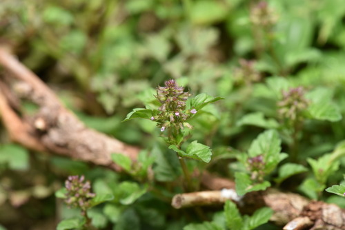 Slender wild basil (Clinopodium gracile)