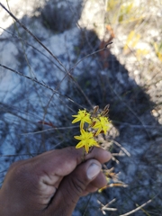 Bulbine favosa