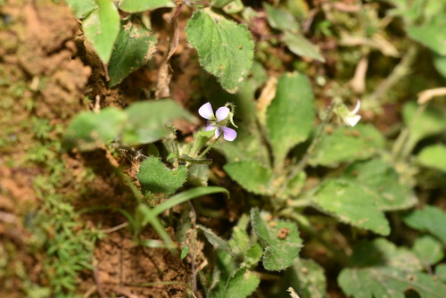 Image of Viola diffusa by (c) Yung-Lun Lin, some rights reserved (CC BY)