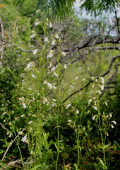 Penstemon multiflorus