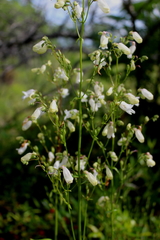 Penstemon multiflorus