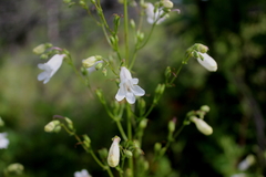 Penstemon multiflorus