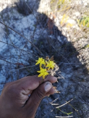 Bulbine favosa