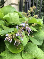 Trachystemon orientalis