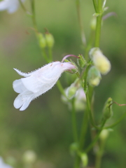 Penstemon multiflorus