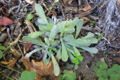 Pseudognaphalium undulatum