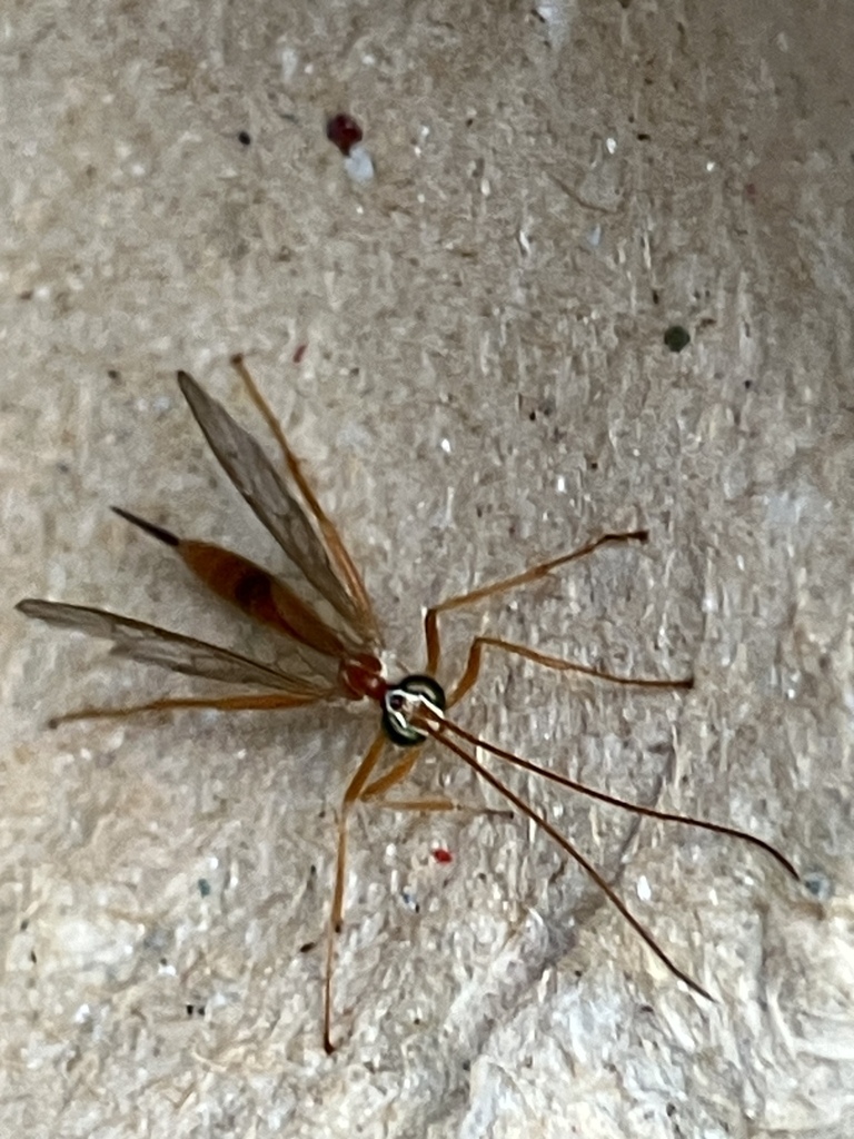 Netelia millieratae